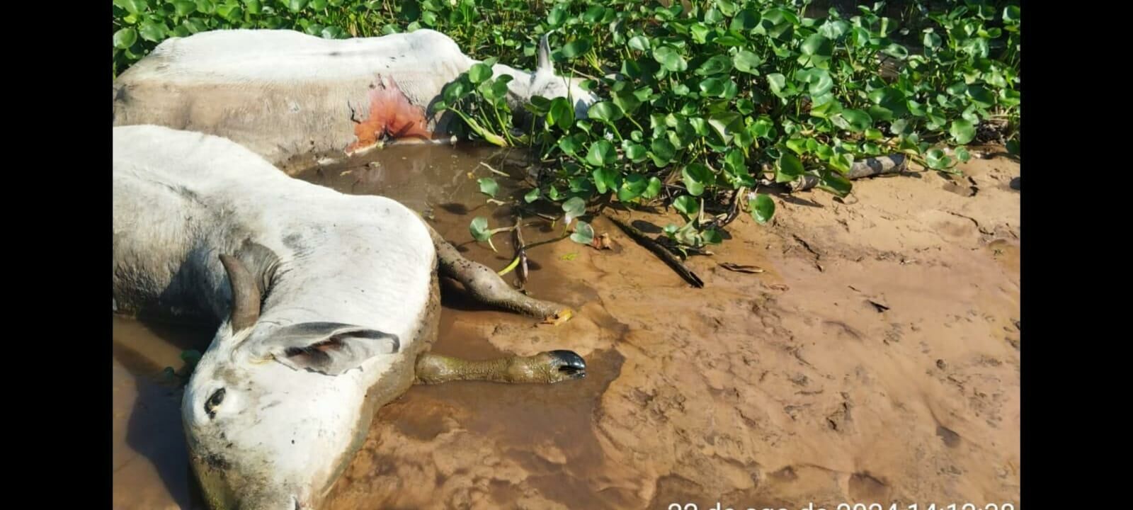 Imagem de compartilhamento para o artigo  PMA tenta identificar dono de gado abandonado em Fazenda às margens do Rio Taquari da MS Todo dia